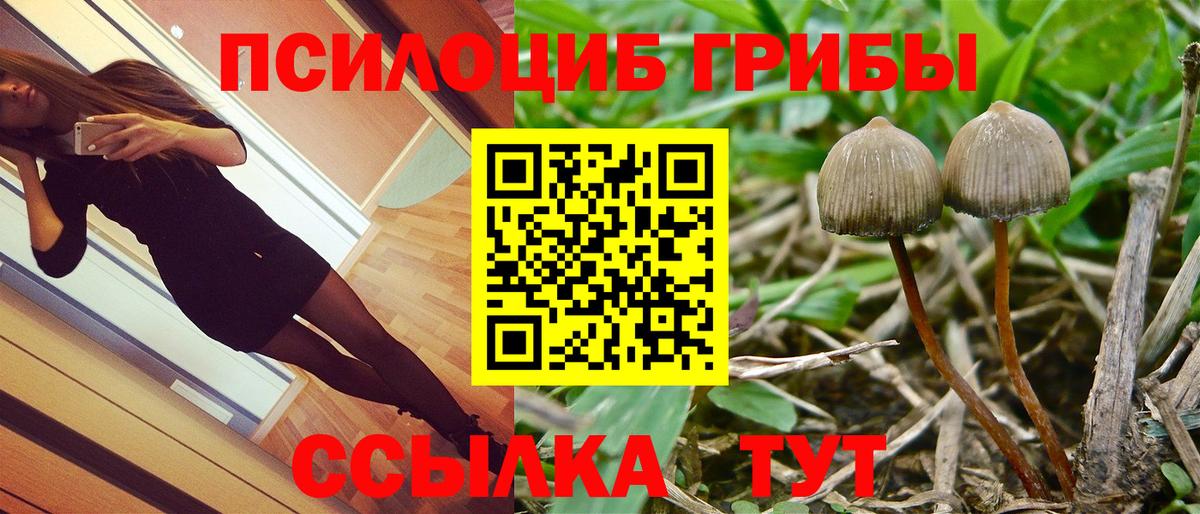 Галлюциногенные грибы Psilocybine cubensis Владимир
